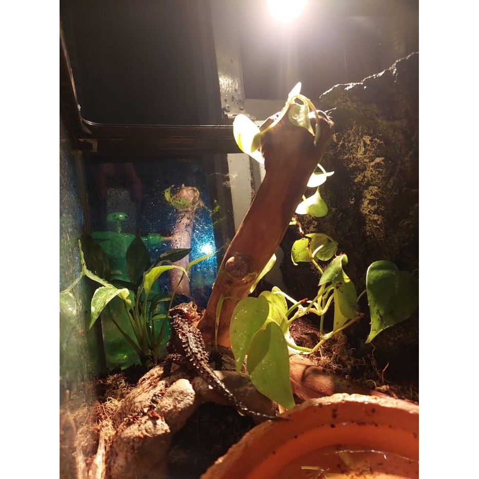 SALE -Crocodile Skink, Kadal Duri, Sehat No Minus, Terawat