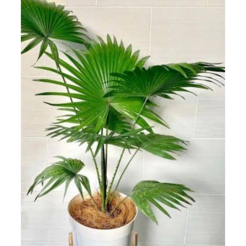 KOKOWA FLORA. Tanaman tanaman hidup Palem kipas besar Eleghant