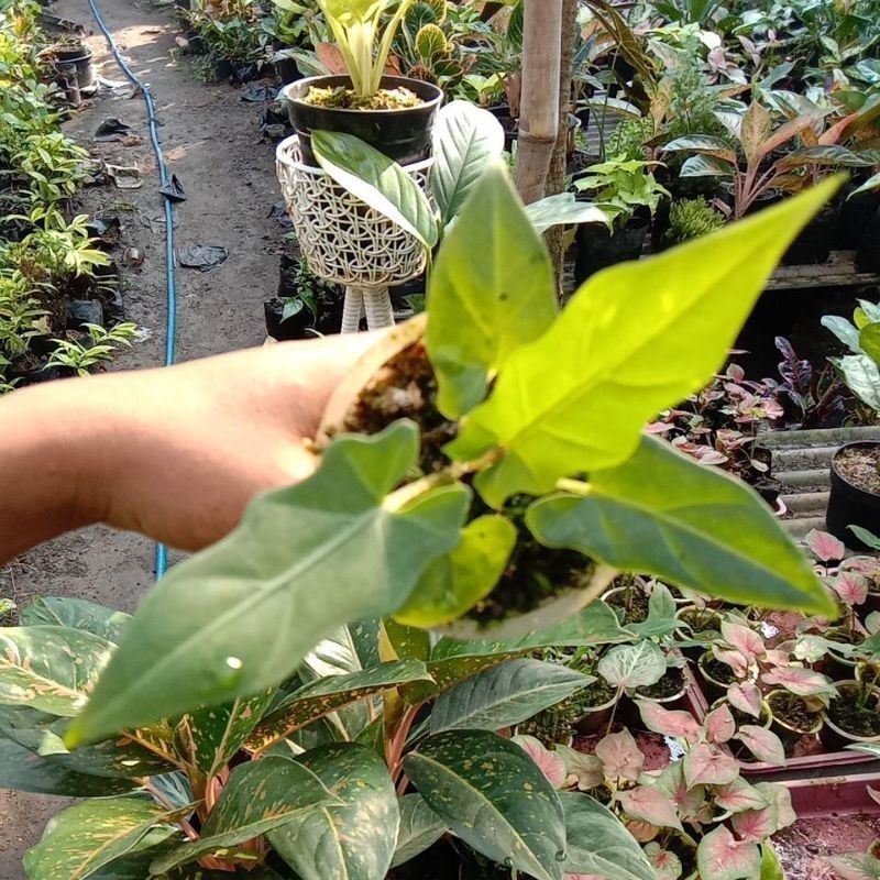 KOKOWA FLORA Alocasia keris Papua / Alocasia keris Papua anakan