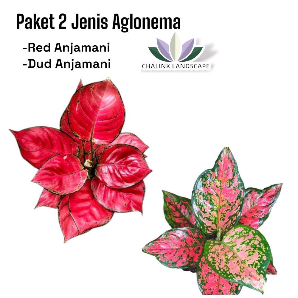 Paket Hemat 2 Jenis Tanaman Aglonema - Aglonema Dud anjamani dan aglonema red Merah Alami