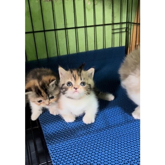 kucing munchkin / kucing cebol