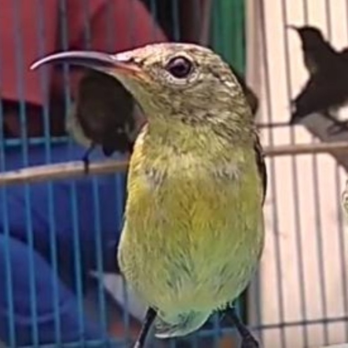 kolibri ninja betina buat cas/ternak