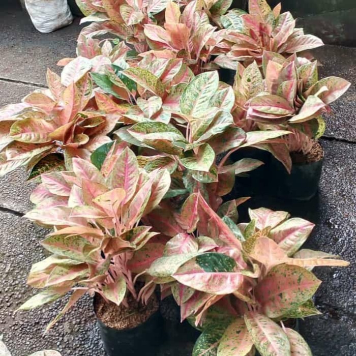 New tanaman hias aglonema bigroy rumpun