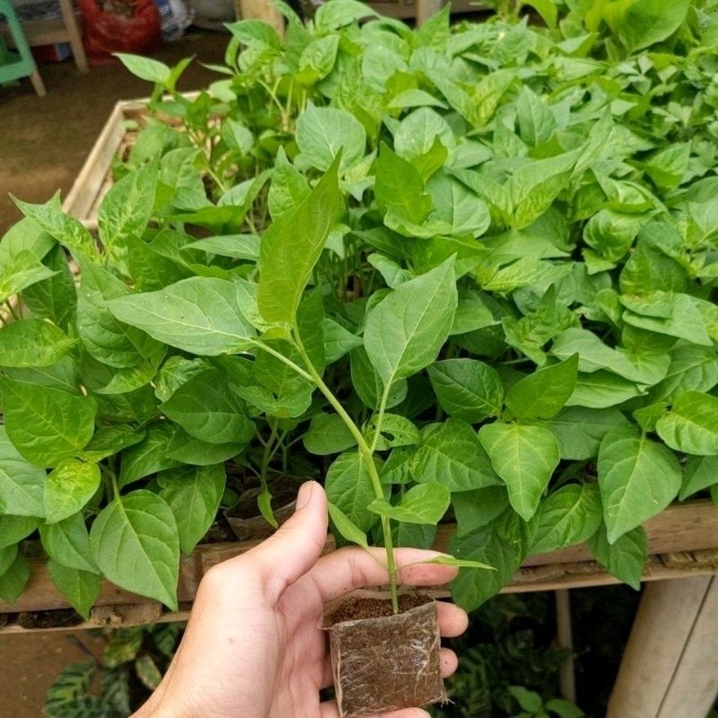 Bibit Cabe Rawit Siap Tanam