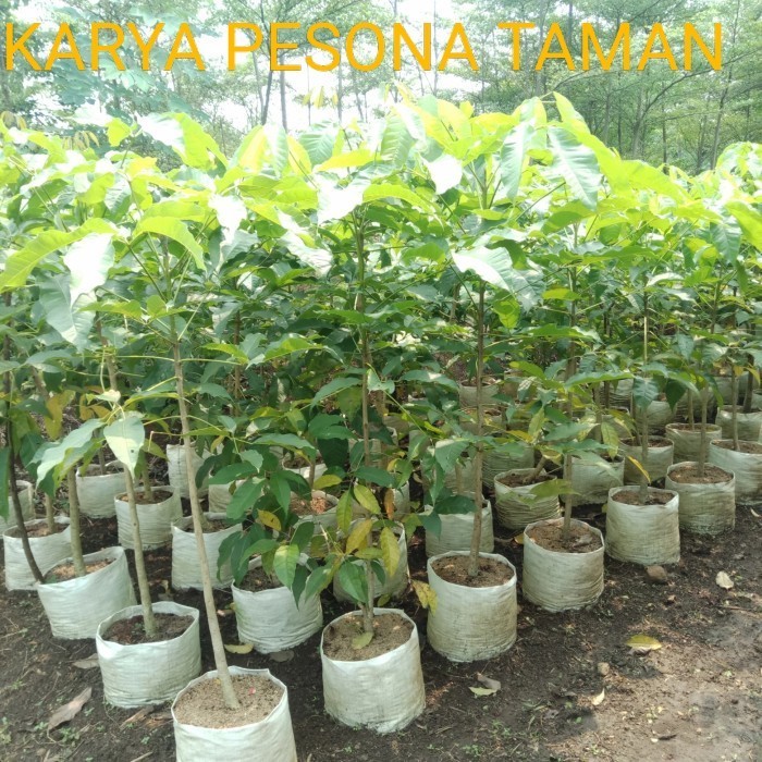tabebuya bunga pink 2 meter - pohon tabebuya pelindung