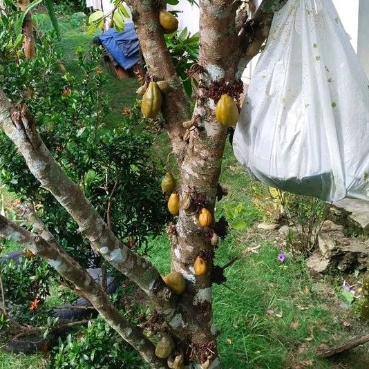 

Buah Nam-Nam (Pukih) – Buah Langka Kaya Manfaat