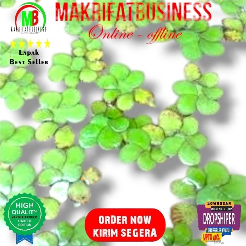 MAKRIFATBUSINESS Paket 10 Pcs Mata Lele Besar SPIRODELA POLYRHIZA  Tanaman Air Aquascape Aquarium Ko