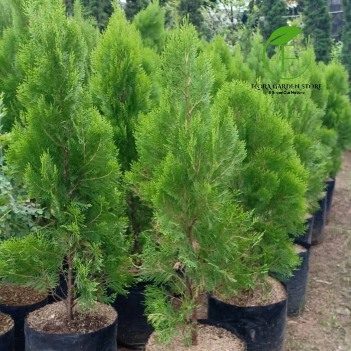 Tanaman Hias Cemara Kipas Pohon Cemara Kipas - Tanaman Cemara Kipas