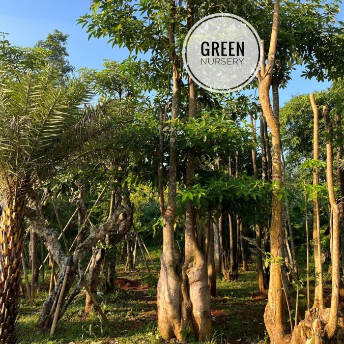 Pohon Pule | Pohon Pule Gruping | Pohon Pule Putih Ready Stock