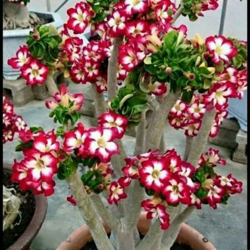 bibit tanaman hias adenium bunga tumpuk merah putih
