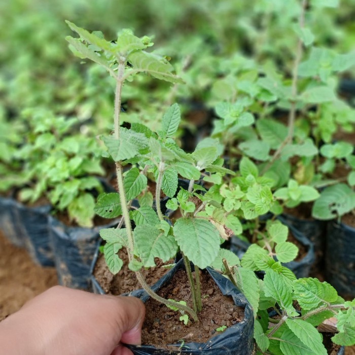 Bibit Tanaman Cincau Hitam - Janggelan - Daun Cincau Hitam - Herbal