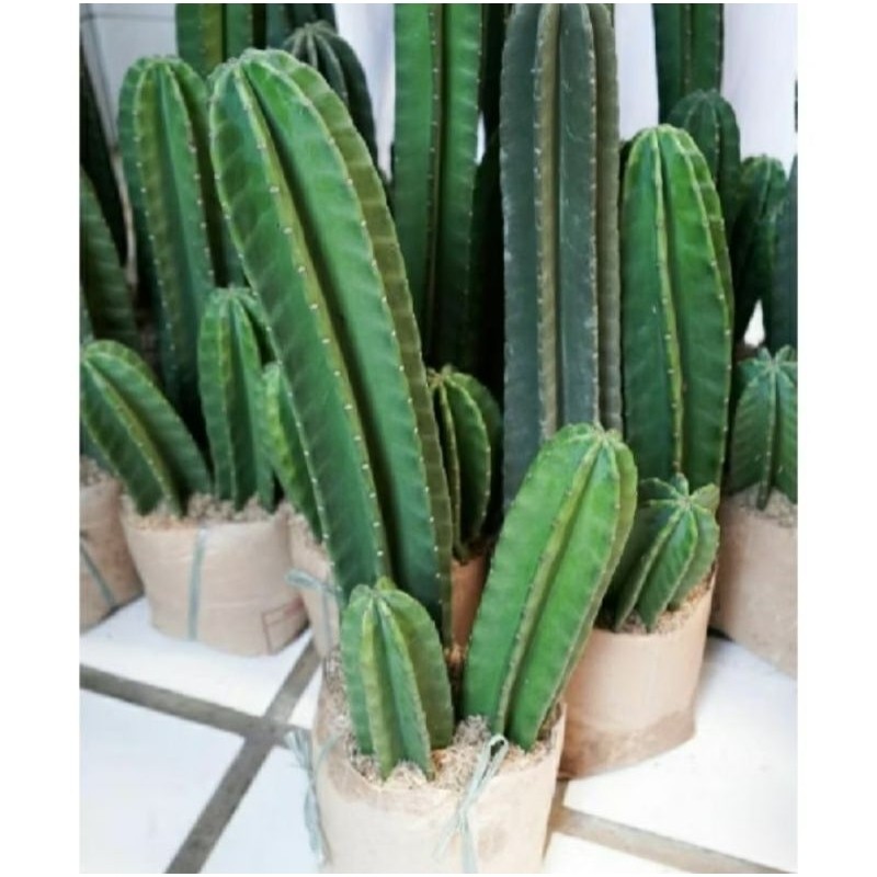 Tanaman Hias Kaktus Koboi sudah berakar