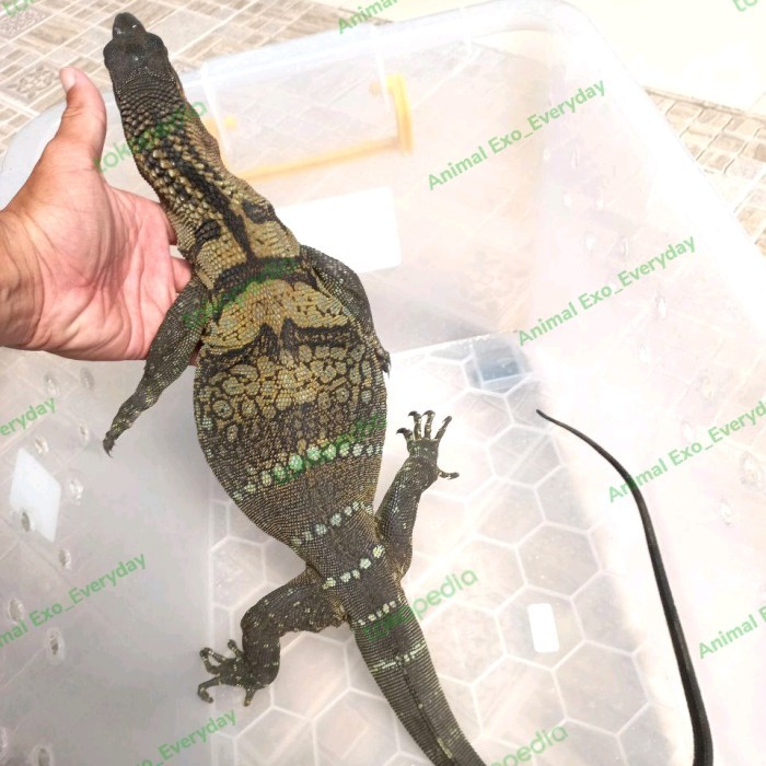 SALE -varanus/biawak rudicollis juve & adult mulus
