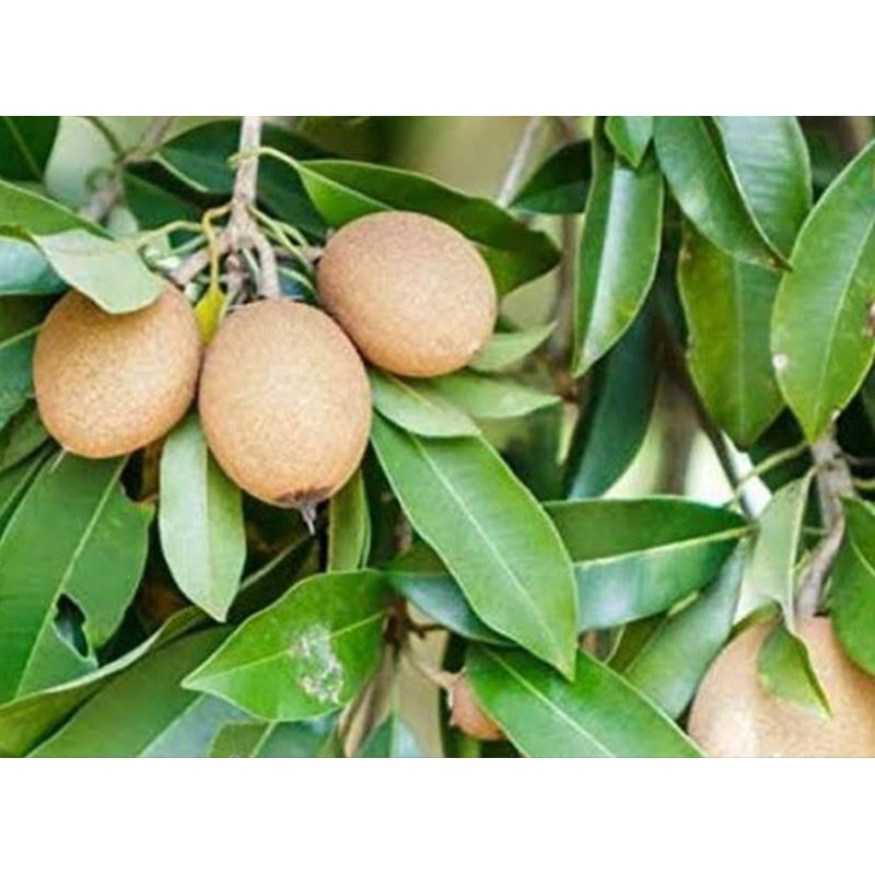 

Daun sawo segar organik berat 100g untuk obat herbal