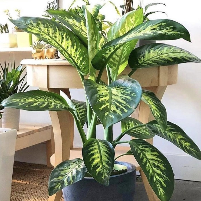 Tanaman hias blanceng zebra - pohon blanceng zebra