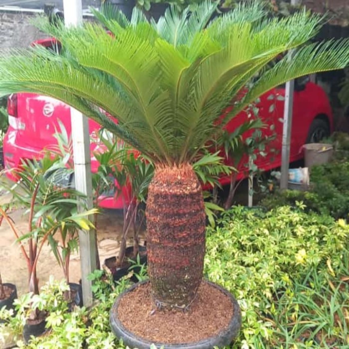 pohon sikas batang besar