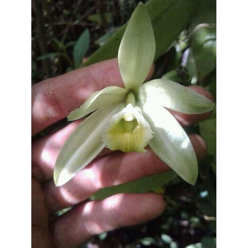 Promo COD Anggrek vanili hutan - vanilla spesies Aulia393