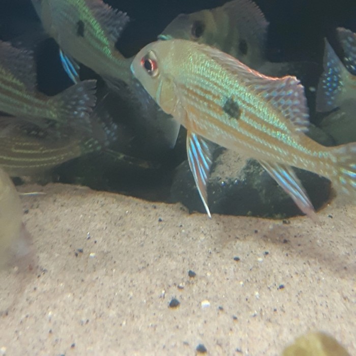 Geophagus Bracybranchus