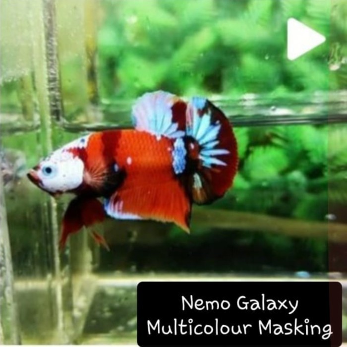 PROMO  MURAH Ikan cupang 1 PAIR Multicolour half mask full blocking