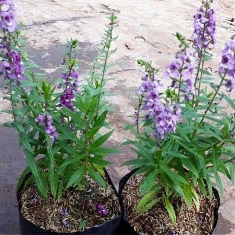 ( BISA COD ) Tanaman Bunga Lavender Asli Pengusir Nyamuk / Tanaman Hias Lavender Bunga Ungu & Putih 