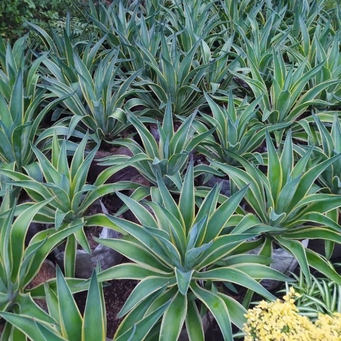 (PROMO TERMURAH) tanaman hias agave americana - agave siklok strip kuning