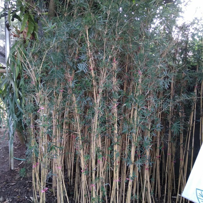 Pohon bambu cina atau Bambu Primadani bambu kuning.