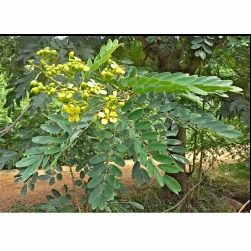 

PROMO 1KG DAUN POHON JOHAR FRESS HERBAL ALAMI