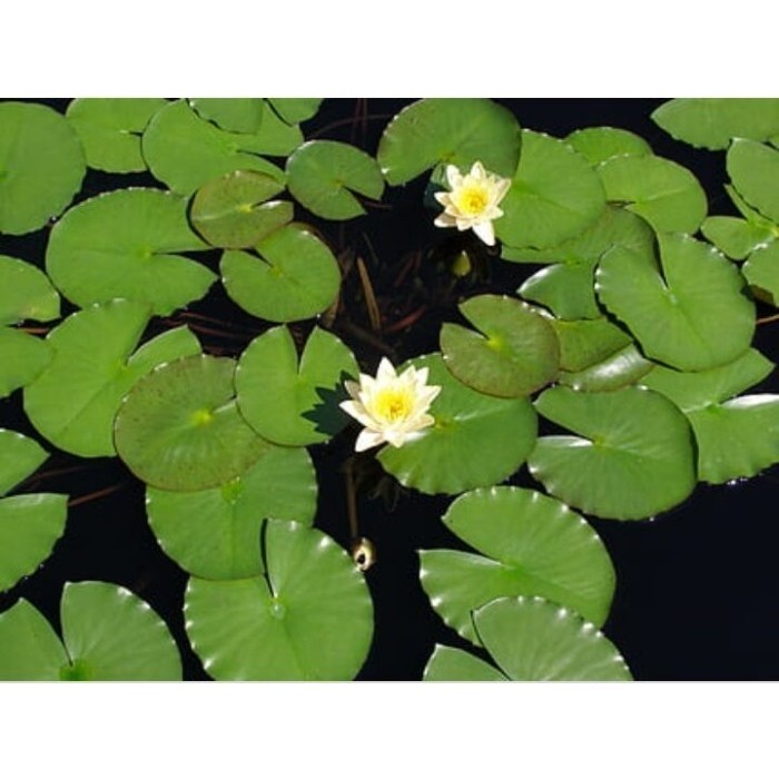 Bibit Pohon daun teratai Bunga Teratai