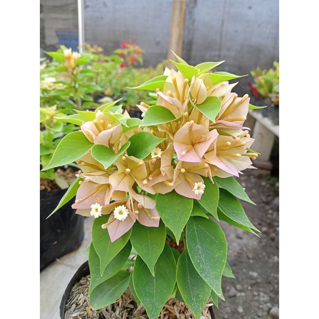 Tanaman Hias Bougenville singapore kuning