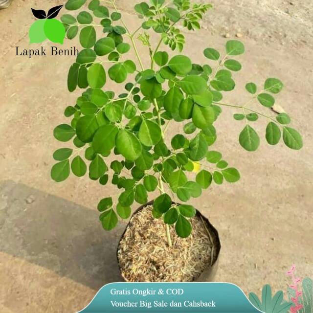 tanaman Hidup Tanaman Herbal Daun kelor pohon daun kelor dari biji