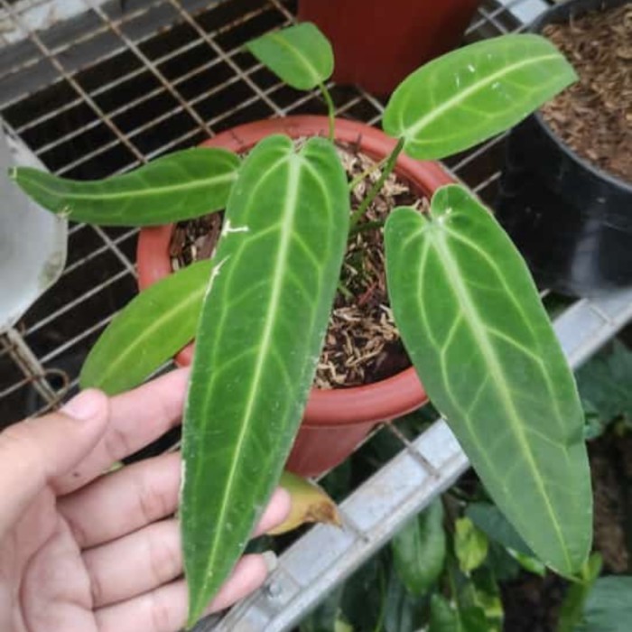 anthurium waroqueanum lidah gajah