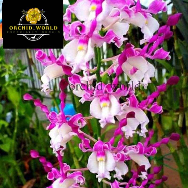 tanaman hias anggrek dendrobium bunga keriting dewasa