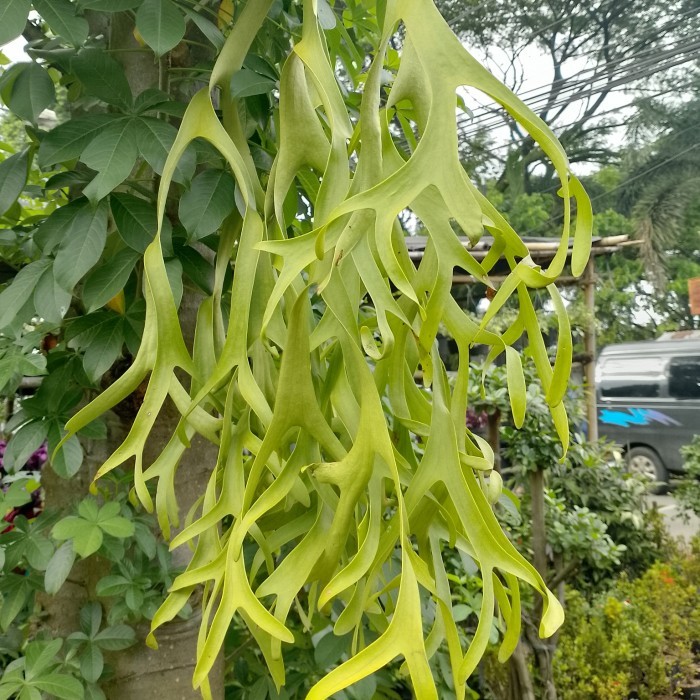 Tanaman Paku kadaka / Kadaka Platycerium Coronarium