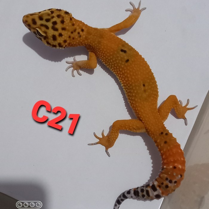 SALE -leopard gecko juve giant, super gaint