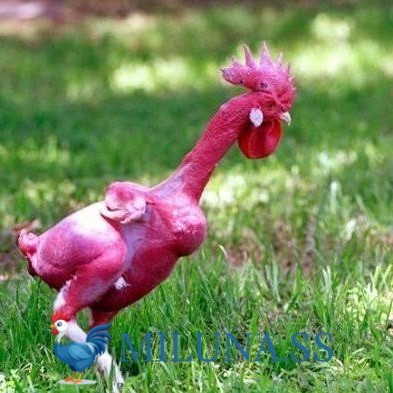 

FERTIL TELUR AYAM tanpa bulu / gundul siap ditetaskan - tanpa bulu