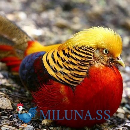 FERTIL TELUR AYAM golden pheasant hias siap ditetaskan - golden pheasant