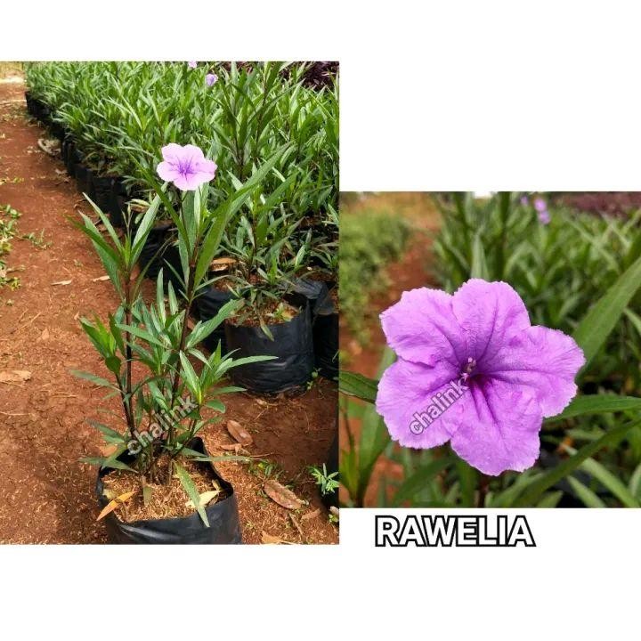 BIBIT BUNGA RAWELIA/ TANAMAN RUELLIA ATAU MEXICAN PETUNIA UNGU