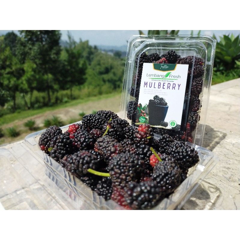 

SAHABATANI Black Berry Buah Segar Mulberry Murbai Arbei Arben Petik Pohon Fresh 50gr