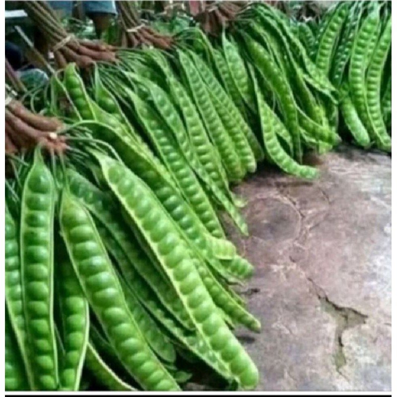

TEBUS MURAH Pete Jawa tua fresh per ikat (10 papan/lonjor)/Pete murah Jawa timur
