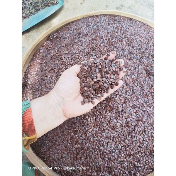 

TEBUS MURAH Biji Lamtoro, Petai Cina, atau Petai Selong 1kg