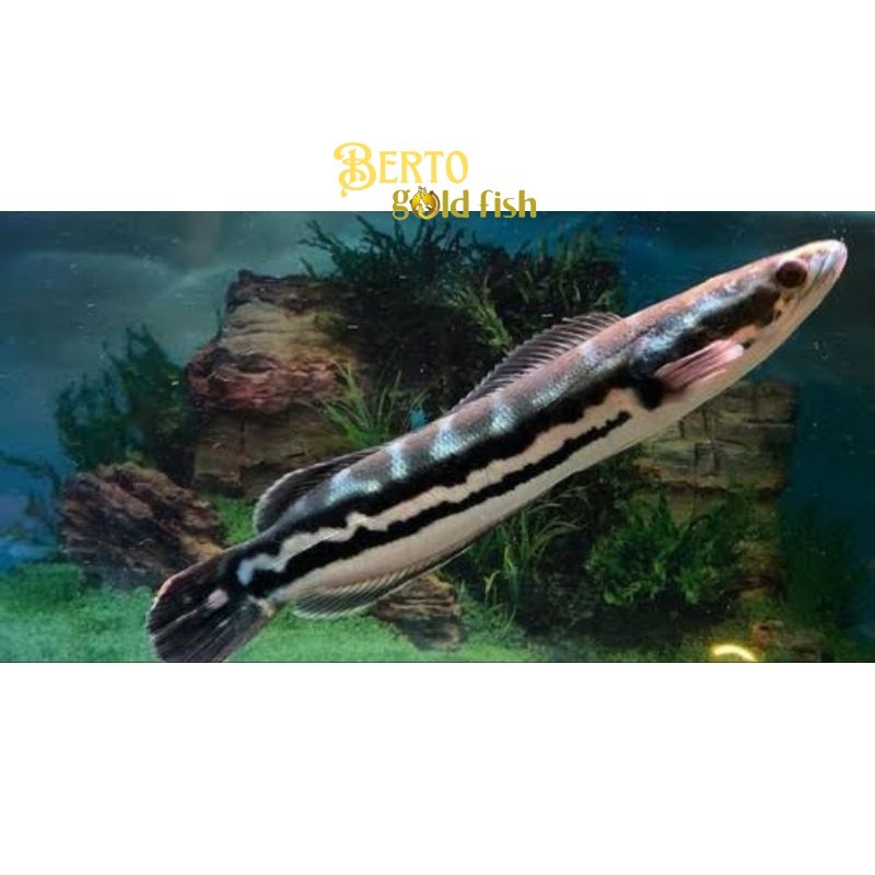 Perlengkapan akuarium TOMAN GREEN JANTAN ZISE 9-10CM (COD) GEN JUMBO