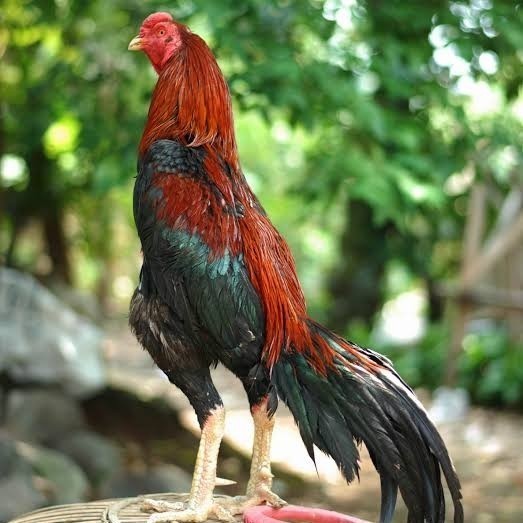 

Fertil Telur ayam bangkok pakhoy petarung aduan fertil siap ditetaskan