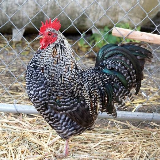 Fertil Telur ayam barred plymouth rock / telur ayam hias fertil siap cod