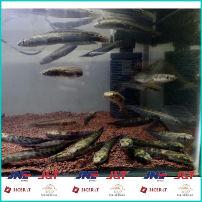 BISMILLAH STAR 3.3 CHANNA CHANA MARU YELLOW SENTARUM YS GEN RED EYE / IKAN GABUS HIAS SIZE 11-13 CM 