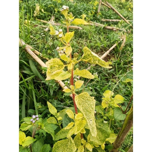 

TERMURAH Daun bandotan kuning segar 1kg