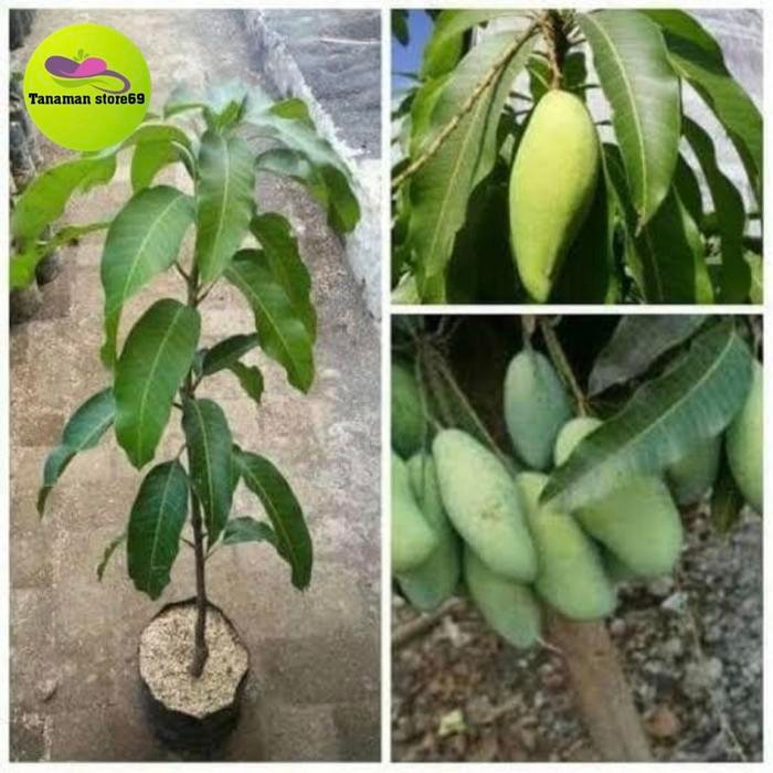 BIBIT MANGGA OKYONG/BUAH MANGGA POHON MANGGA OKYONG