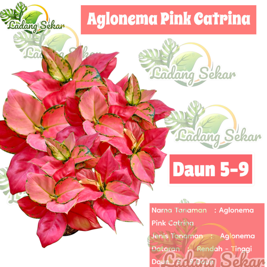 AGLONEMA PINK CATRINA RIMBUN Aglonema Super Pink Catrina Dewasa Daun 8-9-10-11++