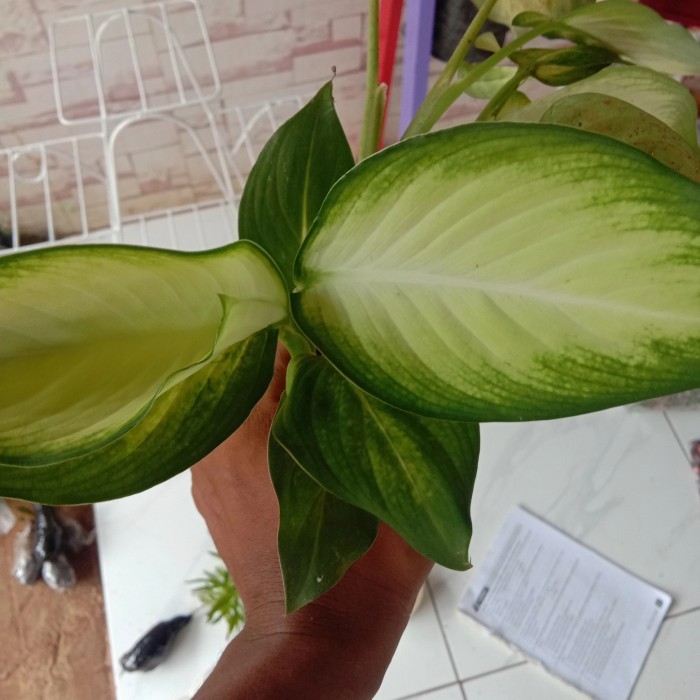 tanaman hias aglonema anggun ayu