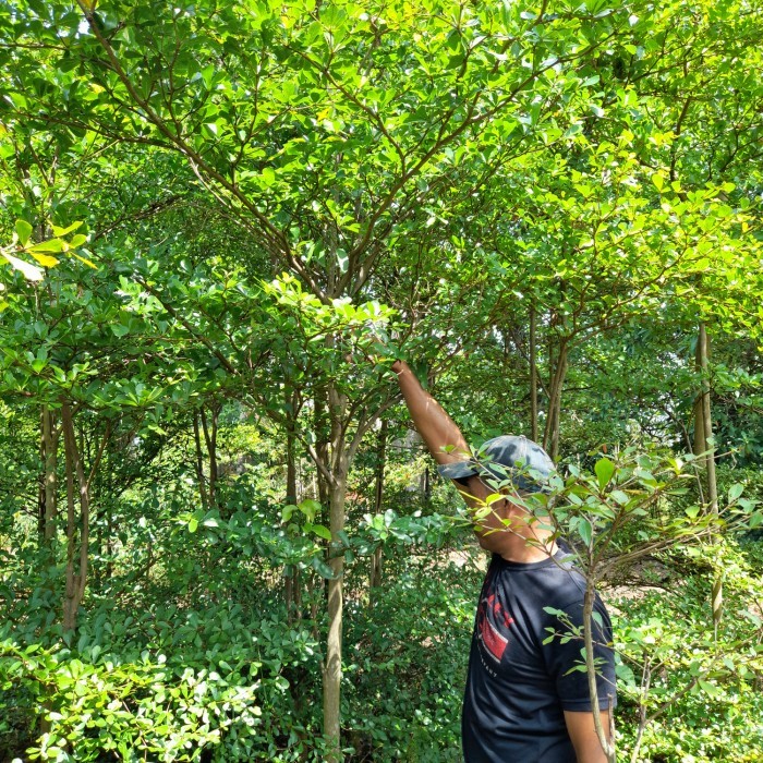 Pohon ketapang kencana tinggi 2meter - Tanaman ketapang kencana