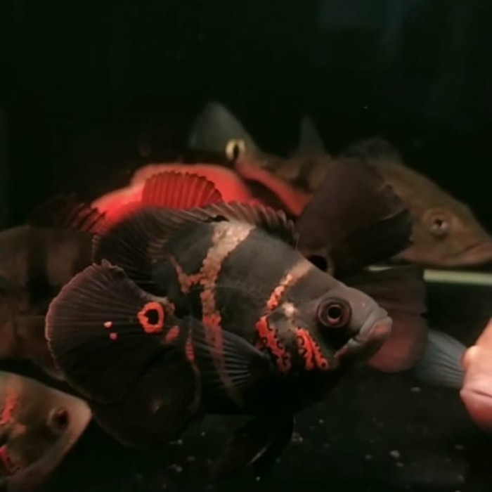 Oscar Black Tiger short body 10-11cm